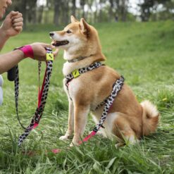 Leash - Collar - Harness