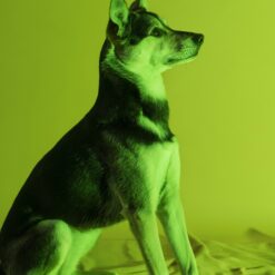 Dog Deals