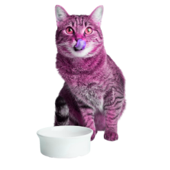 Cat Deals