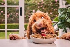 Dog Food